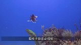 狼鳗遇上狮子鱼，几个回合下来狼鳗败走，狼鳗还是找安全食品吧