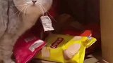 小猫咪偷吃零食被发现，证据都留在脸上了