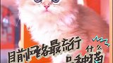 现在网络上最流行什么猫
