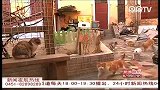 博物馆里的猫“保安”
