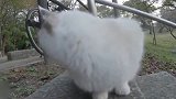 路上遇到一只布偶猫，看了一会确认是流浪猫，小可爱跟我回家吧