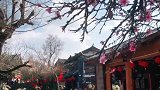 丽江古城花开了，我想你也该来了吧？