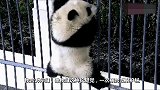 国宝又开始卖萌了，这小短腿一次跨五个栏