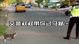 这是个有爱的警察叔叔，指挥小猫过马路，太可爱了！