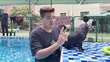 巴哥游泳教程，八哥犬法斗游泳教学，狗狗怎么学游泳