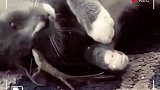 猫咪小看壁虎了哦