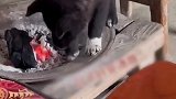 小黑狗炭盆边烤火取暖狗子这越烤越香是怎么回事