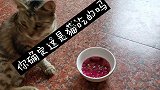 给狸花猫准备了一碗奇怪的东西，看看它有什么反应
