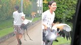 新加坡一女子手抓濒危灰冠鹤在街上行走