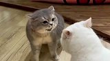 两只猫因为家庭琐事，发生了矛盾，狠狠地吵了一架！
