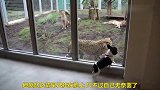 狗狗太会表演了，在主人面前挑衅猎豹