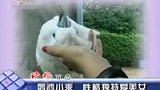 鹦鹉小乖个性独特 对美女情有独钟-6月30日
