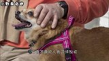 人们经常“摸狗头”，但你知道，在狗狗的心目中这意味着什么吗？