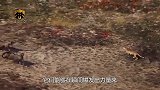 饥饿的狮子偶遇豹子，直接发起攻击，镜头拍下全过程