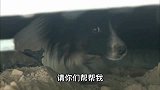 被主人抛弃后下肢瘫痪的狗狗，对人类关闭心门，好心人用爱感化它