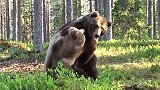 摄影师拍下罕见熊战：两只棕熊丛林上演MMA，近身肉搏大打出手