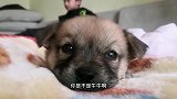 网友在路边捡到的小奶狗，带回家后，被宠上天了