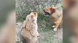 特么的这家伙还想偷袭