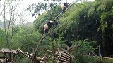 2只熊猫宝宝刚爬上树，“啪”一声树断了，下一秒请不要笑！