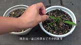朱顶红除了分株繁殖，还可以用这个“方法”，一下冒七八条侧芽