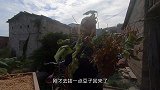 泰叔抓到几个月没见的海货，只能用手捧住才能抓，听说内陆卖很贵