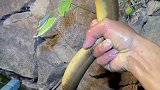 今年钓到的最大土黄鳝，1.3斤！