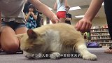 男子收养了一只流浪猫，结果门口每天都会出现一笔钱，哪来的