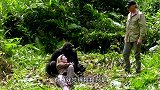 猩猩与婴儿一起长大，竟发生恐怖的事，吓得专家赶紧终止实验！
