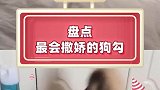 盘点最会撒娇的狗狗