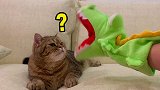 猫咪：这是什么鬼？有一个沙雕主人怎么办！