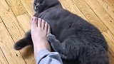 就因为跟老公吵了几句嘴，她竟对我的猫做出这种事情，我心瞬间凉了半截！