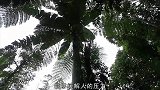 巨无霸大香蕉，不仅比脸长而且比手臂粗，你们都吃过吗