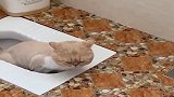 猫咪上完厕所以后，即便没有猫砂，祖传手艺也得来上一下！