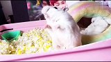 小仓鼠的小手实在太萌了，萌上天际