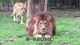 当发情母狮遇上贤者模式雄狮，下一秒憋住别笑，镜头拍下搞笑画面