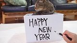 猫咪祝您新年快乐