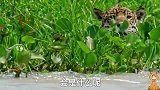 美洲豹2，捕猎不但有竞争对手，河里最大的鳄鱼更是它的噩梦