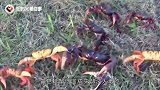 古巴螃蟹泛滥成灾没人敢吃，当地人：想申请一批中国吃货过来