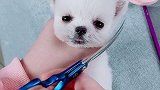 一丢丢巴掌大的小萌犬博美