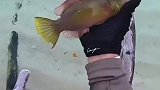 第一次见这么笨的鱼
