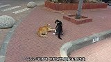 猫咪正在马路边吵架，最后橘猫直接动手打