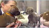 刚出生就成孤儿，小猎豹得到的所有的爱，竟然来自一条狗狗！
