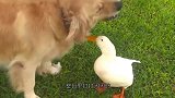 鸭子帮斗牛犬挠痒痒，下一秒忍住不要笑，镜头记录全过程