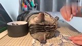 狸花猫：你不要总是对我忽冷忽热