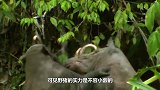 老虎伏击巨型野猪，一场生死大战就此展开？镜头记录惨烈过程！