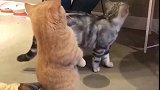猫:老板恭喜发财,给条小鱼干吧!
