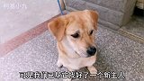 捡来养了两年的小土狗因看家太敬职，主人要把它送人，狗：太委屈