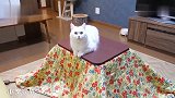 冬天的暖桌下总有猫，被发现还一脸傲娇：我是不会出去的