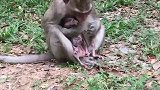 小猴子奄奄一息，猴妈能做的就是陪它最后一段时光，感人