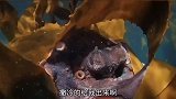 没想到海洋生物智商竟然这么高，没智商想生存太难了